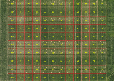 Aerial image of a wheat field trial with different N treatments